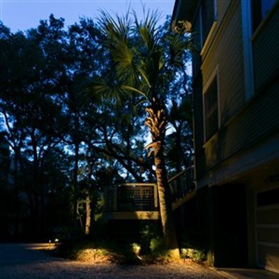 Palm Lighting Photo